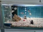 Aulonocara Kandeensis Malawi Cichliden, Vis, Zoetwatervis