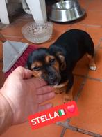 Luna en stella zoeken.baasje, Particulier, 15 weken tot 1 jaar, Buitenland, Meerdere