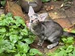 Oosters korthaar kittens, Dieren en Toebehoren, Katten en Kittens | Overige Katten, Meerdere dieren