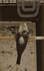 Roodmus Bont Man 2025, Dieren en Toebehoren, Mannelijk, Tropenvogel, Tam