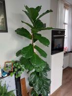 Ficus Lyrata, Ophalen, Ficus, Halfschaduw, In pot
