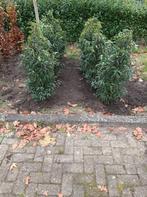 Haagplanten , veel soorten, Ophalen, Beukenhaag, 100 tot 250 cm