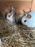 Baby konijntjes (nog 2 beschikbaar), Dieren en Toebehoren, Konijnen, Meerdere dieren, Klein, 0 tot 2 jaar