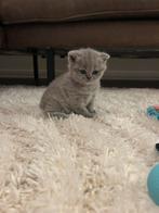 Britse korthaar kittens, Dieren en Toebehoren, Meerdere dieren