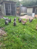 Prachtige noordhollandse blauwe kippen, Meerdere dieren, Kip