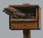 Nestkast Torenvalk - Douglas - Nieuw, Ophalen of Verzenden