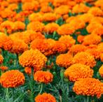 Biologische Afrikaantjes Oranje Hoog Zaden, Ophalen of Verzenden, Volle zon