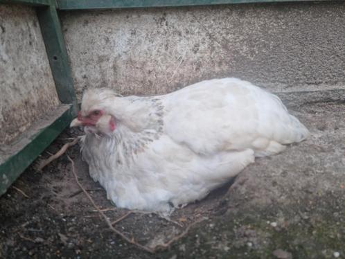Goed leggend leuk broeds kipje ! waar mag dit kipje wonen?, Dieren en Toebehoren, Pluimvee, Kip, Vrouwelijk