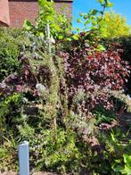 Diverse vaste planten, Tuin en Terras, Ophalen, Volle zon, Overige soorten