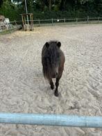 Lieve, mooie bixie shetlander te koop, Dieren en Toebehoren, Pony's, Gechipt, Ruin, Zadelmak, 7 tot 10 jaar