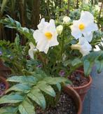 Incarvillea Delavayi Snowtop (Tuincloxina), Ophalen of Verzenden, Volle zon