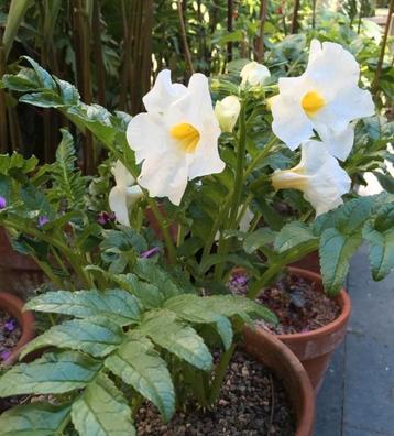 Incarvillea Delavayi Snowtop (Tuincloxina) beschikbaar voor biedingen