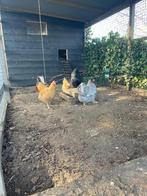 KIPPEN te koop, Vrouwelijk, Kip