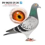 PostDuiven ,Racepigeons, Jan Hooymans X Gaby Vandenabeele, Dieren en Toebehoren, Vogels | Duiven, Mannelijk, Postduif