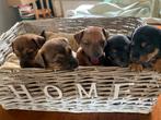 Lieve  mooie  klein soort Jack Russel pups, Dieren en Toebehoren, Jack Russell Terriër, 8 tot 15 weken, Parvo, Meerdere