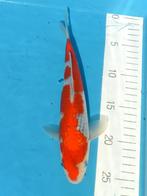 Ginrin Goshiki Jumbo Tosai 27-31cm Conias Japan Koi, Dieren en Toebehoren, Vissen | Vijvervissen, Karper of Koi