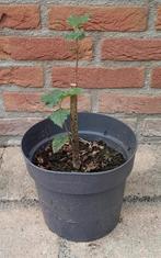 Hazelnoot struik Bio, Ophalen, 250 tot 400 cm, Overige soorten, Lente