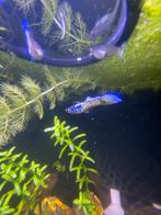 Unieke guppy kweek groep, Dieren en Toebehoren, Vissen | Aquariumvissen, Vis, Zoetwatervis, Schoolvis