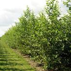 Hele mooie elzen (zwarte els) bomen Alnus Glutinosa, Bloeit niet, Overige soorten, 250 tot 400 cm, Ophalen