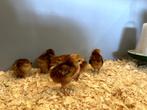 Rhode Island red kriel kuikens hennetjes, gesekst en ingeënt, Dieren en Toebehoren, Pluimvee, Vrouwelijk, Kip