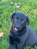 Australian Shepherd x labrador pups, Dieren en Toebehoren, Honden | Herdershonden en Veedrijvers, Meerdere, Meerdere dieren, Herder