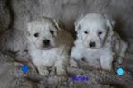Mooie kleine boomer pups., Dieren en Toebehoren, Honden | Chihuahua's en Gezelschapshonden, Nederland, Overige rassen, 8 tot 15 weken