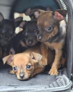 Mini dwergpinschers pups: 3 teefjes / 2 reutjes enorm lief!, CDV (hondenziekte), Particulier, Meerdere, 8 tot 15 weken
