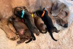 De mooiste dwerg teckel pups! ️, Dieren en Toebehoren, Rabiës (hondsdolheid), 8 tot 15 weken, Dwerg, Meerdere