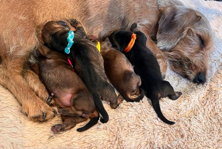 De mooiste dwerg teckel pups! ️, Dieren en Toebehoren, Honden | Teckels en Dashonden, Meerdere dieren, Ruwhaar, Dwerg, Fokker | Hobbymatig