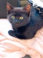 1Zwarte kitte Blauwerus Britsekort/Europese korthaar €50, Dieren en Toebehoren, Kater, Ontwormd, 0 tot 2 jaar