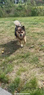 Pomeriaan/chihuahua 8 jaar zoekt warm huisje, Dieren en Toebehoren, Honden | Chihuahua's en Gezelschapshonden, 6 jaar of ouder