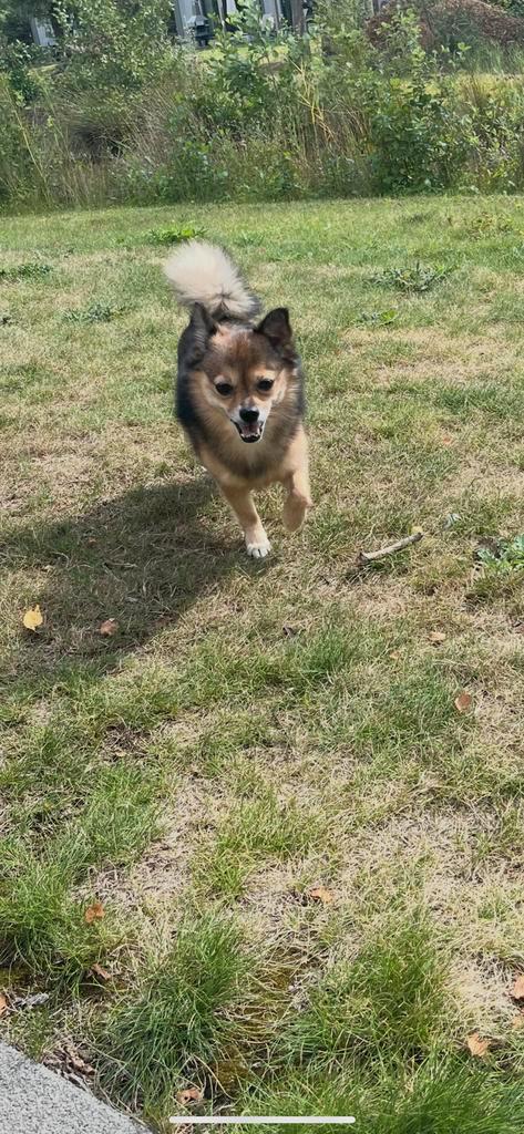Pomeriaan/chihuahua 8 jaar zoekt warm huisje, Dieren en Toebehoren, Honden | Chihuahua's en Gezelschapshonden, Teef, Chihuahua