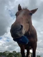 bijrijder gezocht / maatje gezocht, Dieren en Toebehoren, Ophalen of Verzenden