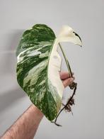 Monstera Albo, Ophalen of Verzenden, Overige soorten, Minder dan 100 cm