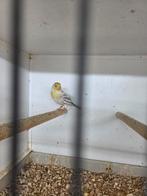 Bastaard putter, Mannelijk, Wildzangvogel