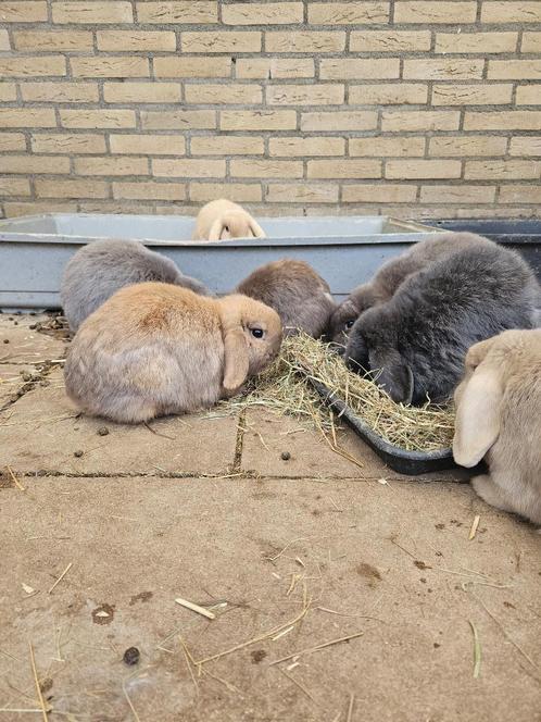 Gezocht vakantie oppas, Dieren en Toebehoren, Konijnen, Vrouwelijk