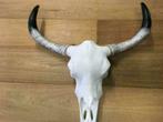 Bizon skull spanwijdte ruim 70cm  mt zwarte hoorns., Ophalen of Verzenden