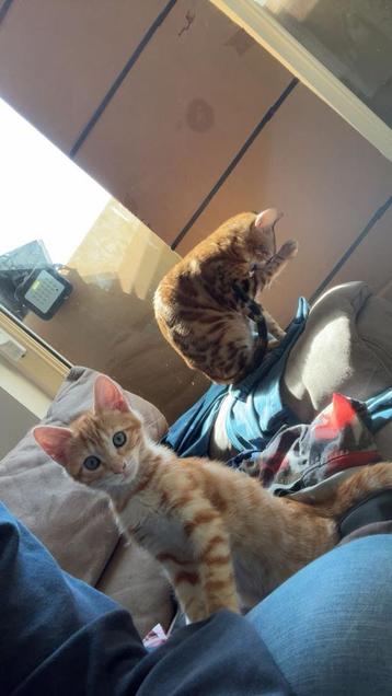 Half Benngaal kittens beschikbaar! beschikbaar voor biedingen