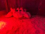 6x witte parkeend, Dieren en Toebehoren