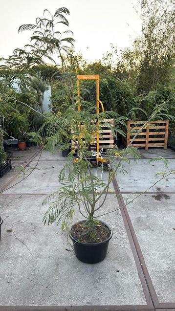 Albizia meerstammig hoog 150/175 grote kluit prijs 49,95 pst beschikbaar voor biedingen