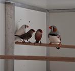 Sint - Helenafazantjes en een Zebravinken koppel € 45, Dieren en Toebehoren, Meerdere dieren, Tropenvogel, Geringd