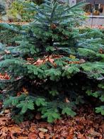 2 Northmann kerstbomen met kluit., Tuin en Terras, Bloeit niet, Overige soorten, Minder dan 100 cm, Ophalen