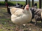 Sussex rustige robuuste kippen Wit-blauwcolumbia kleurslag, Vrouwelijk, Kip