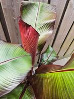 Bananenplant Ensete Maurelli, nu met korting!, Volle zon, Minder dan 100 cm, Zomer, Overige soorten