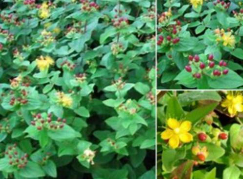 Hypericum hertshooi vaste tuinplant, Tuin en Terras, Planten | Tuinplanten, Vaste plant, Overige soorten, Zomer, Ophalen