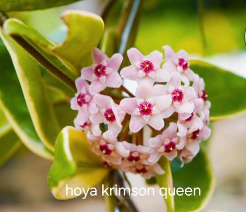 Hoya krimson queen nr 2 meerdere stekken in de pot, Huis en Inrichting, Kamerplanten, Overige soorten, Minder dan 100 cm, Bloeiende kamerplant