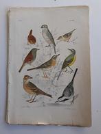 Chromo -Kwikkstaarten, Piepers & Andere Zangvogels 1886 !!, Ophalen of Verzenden
