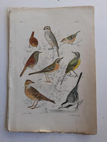 Chromo -Kwikkstaarten, Piepers & Andere Zangvogels 1886 !!  beschikbaar voor biedingen