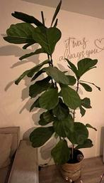 Fiddle-leaf fig/tabaksplant, Ophalen, Volle zon, Overige soorten