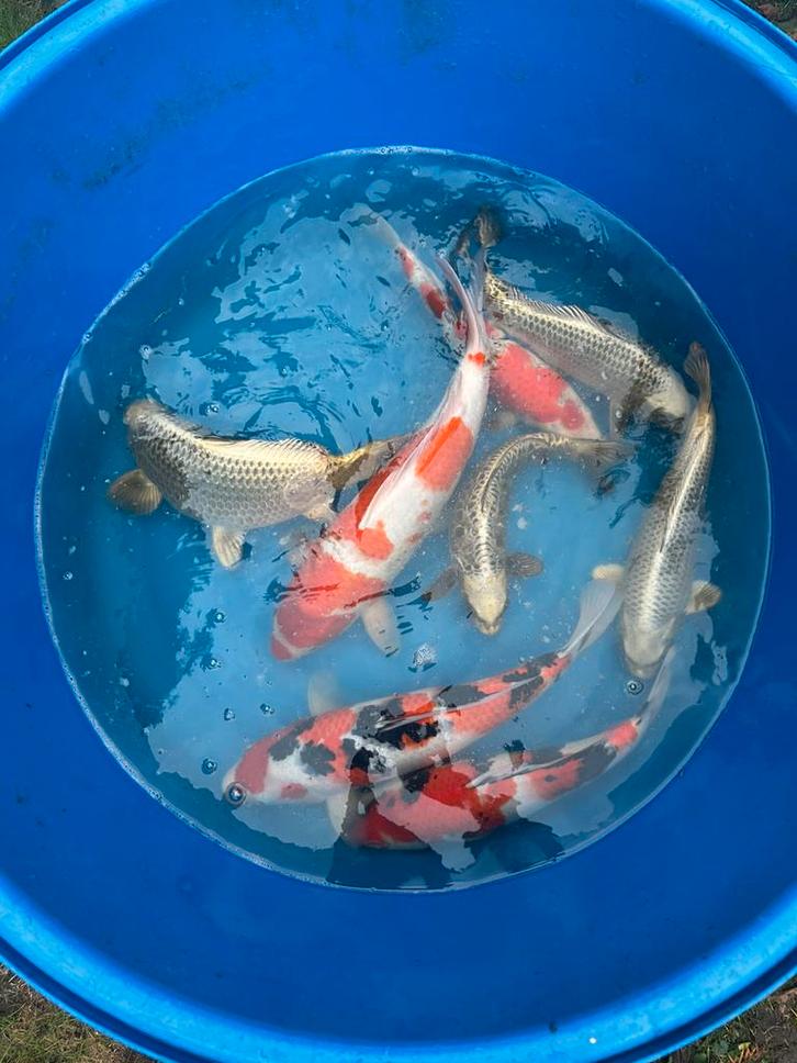 Japanse koi, Dieren en Toebehoren, Vissen | Vijvervissen, Karper of Koi